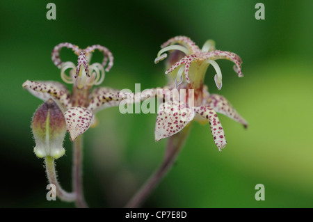 Tricyrtis Sorte, Kröte Lilie, Mischfarben. Stockfoto