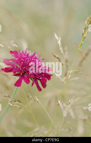 Knautia Macedonica, ausdauernde Kornblume, einzelne rosa Blume wächst unter den Gräsern. Stockfoto