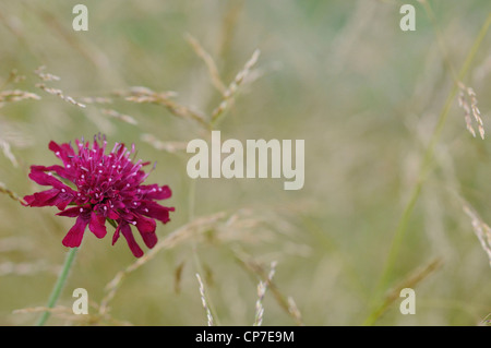 Knautia Macedonica, Kornblume, ausdauernde Kornblume, rosa. Stockfoto