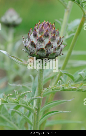 Cynara Scolymus, Artischocke, grün. Stockfoto