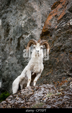 Eine Dall Ram steht auf Klippe Felsen im Chugach Mountains, Yunan Alaska, Sommer Stockfoto