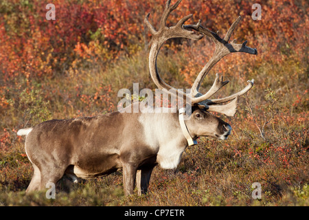 Ein Kragen Bull Karibu mit seinem Geweih noch in samt führt durch das Laub im Denali Nationalpark und Reservat, Alaska Stockfoto