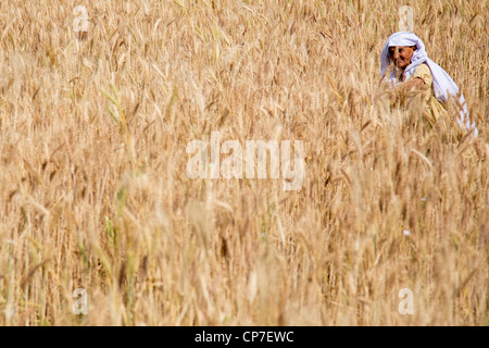 Ernte von Getreide in der Provinz Punjab, Pakistan Stockfoto