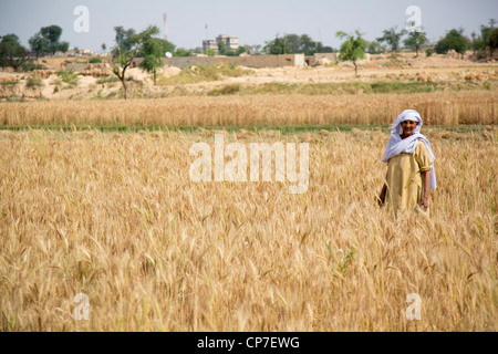Ernte von Getreide in der Provinz Punjab, Pakistan Stockfoto