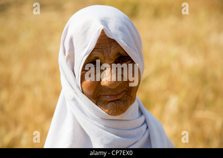 Ernte von Getreide in der Provinz Punjab, Pakistan Stockfoto