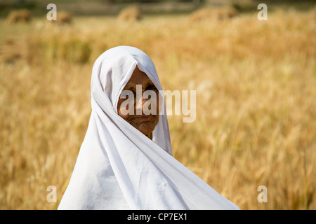 Ernte von Getreide in der Provinz Punjab, Pakistan Stockfoto