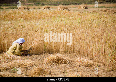 Ernte von Getreide in der Provinz Punjab, Pakistan Stockfoto