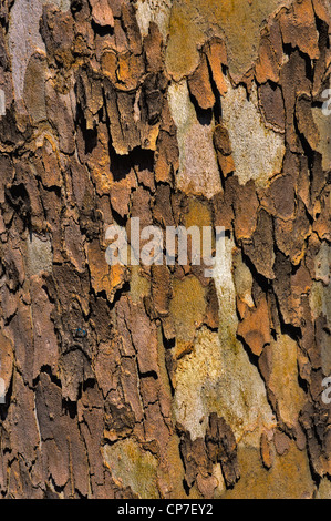 Hintergrund - Platane Rinde Stockfoto