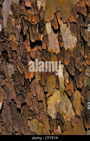 Hintergrund - Platane Rinde Stockfoto