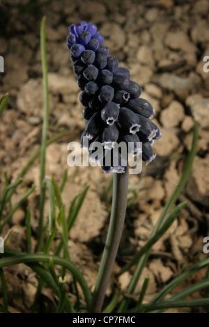 Bild: Steve Race - The Grape Hyacinth (Muscari) wächst in Katalonien, Spanien. Stockfoto