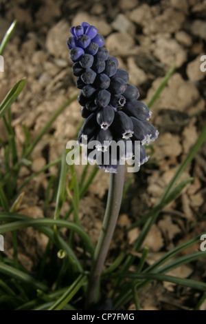 Bild: Steve Race - The Grape Hyacinth (Muscari), in Katalonien, Spanien wächst. Stockfoto