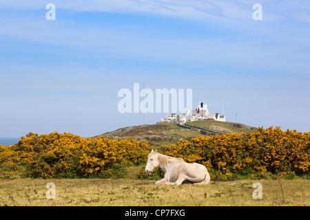 Blick auf Lynas Point Leuchtturm mit einem weißen Pferd sitzend im Frühjahr durch blühende Ginster-Büsche im Vordergrund. Llaneilian Isle of Anglesey Wales UK Stockfoto