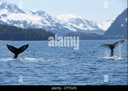 Die Enden von zwei Buckelwale im Ritter-Island-Passage in der Nähe von Pleides Island, Prince William Sound, Alaska Stockfoto