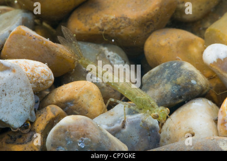 Große rote Damselfly Nymphe unter Wasser (im Tank) Stockfoto