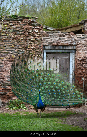 Ein Pfau zeigt seine Federn in einem ummauerten Garten UK Stockfoto