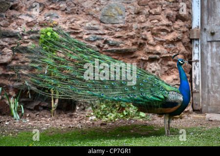 Ein Pfau zeigt seine Federn in einem ummauerten Garten UK Stockfoto