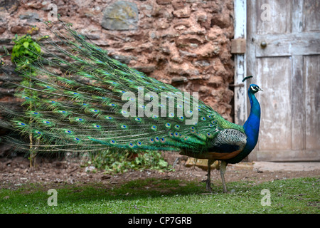 Ein Pfau zeigt seine Federn in einem ummauerten Garten UK Stockfoto