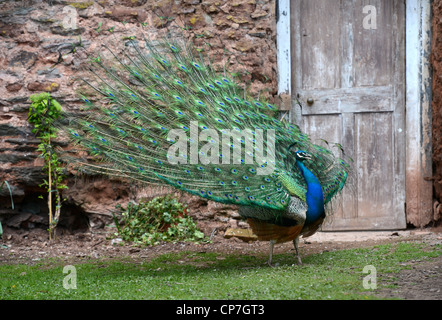 Ein Pfau zeigt seine Federn in einem ummauerten Garten UK Stockfoto