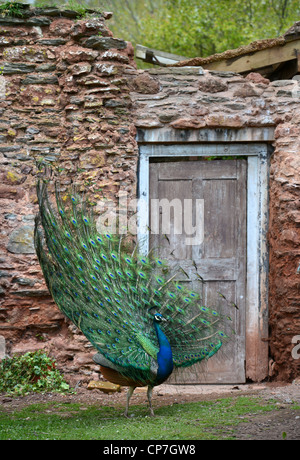 Ein Pfau zeigt seine Federn in einem ummauerten Garten UK Stockfoto