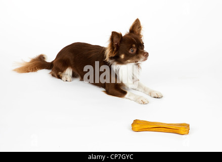 Schoko chihuahua Stockfoto