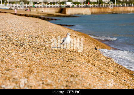 Strand, Dover, Kent, England, UK Stockfoto