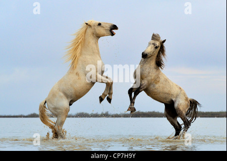 Weißes Pferd in der Camargue, Frankreich Stockfoto