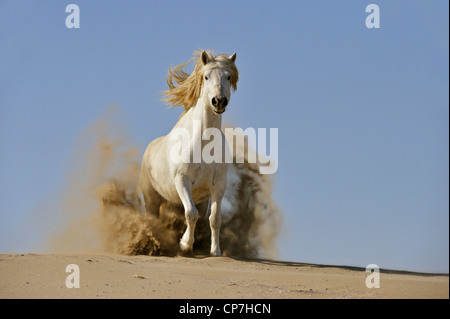 Weißes Pferd in der Camargue, Frankreich Stockfoto