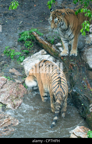 Zwei sibirische Tiger Stockfoto