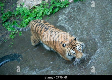 Ein sibirischer Tiger im seichten Wasser Stockfoto