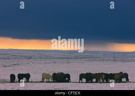 Islandpferde im Winter Schneesturm im Hintergrund Stockfoto