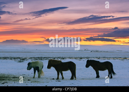 Islandpferde auf einen Winter-Sonnenaufgang Stockfoto