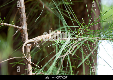 Ein kleines Exemplar der Garten-Zaun-Eidechse (Calotes versicolor) auf der Uhr. Petit Lézard du Genre Agama Aux Lauer. Stockfoto