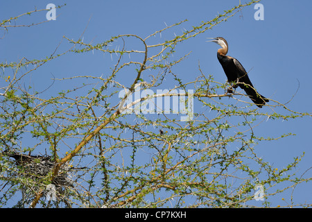 Afrikanische Darter (Anhinga Rufa) thront auf einem Baum in der Kolonie Lake Baringo - Kenia - Ost-Afrika Stockfoto