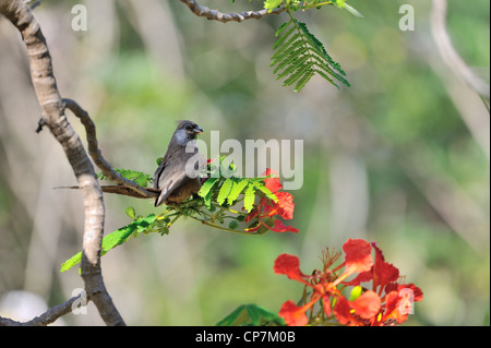 Gesprenkelte Mousebird (Colius Striatus) Essen eine Blume in einem Baum Lake Baringo - Kenia - Ost-Afrika Stockfoto