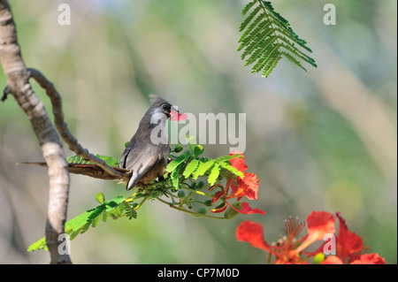 Gesprenkelte Mousebird (Colius Striatus) Essen eine Blume in einem Baum Lake Baringo - Kenia - Ost-Afrika Stockfoto