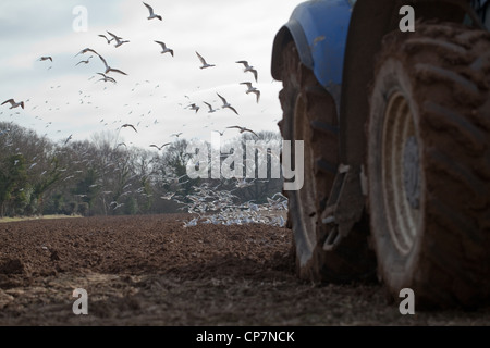 Lachmöwen (Larus Ridibunda), nach Traktor gezogenen Pflug. Ingham, Norfolk. Boden vorbereiten für eine Ernte von Zuckerrüben. Stockfoto