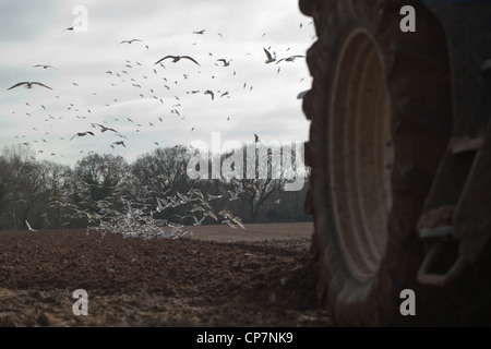 Lachmöwen (Larus Ridibunda), nach Traktor gezogenen Pflug. Ingham, Norfolk. Boden vorbereiten für eine Ernte von Zuckerrüben. Stockfoto