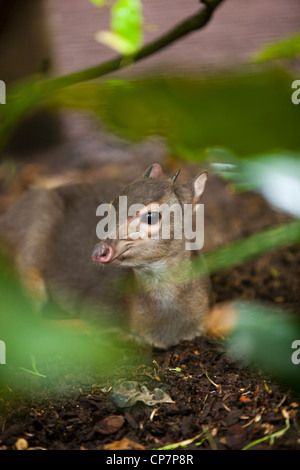 Ein blauer Duiker durch die Äste bei Butterfly World, Klapmuts, Südafrika. Stockfoto