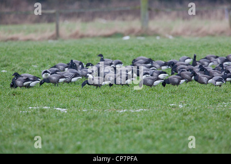 Russische oder dunkel-bellied Brent (B. Branta Bernicla). Überwinternde Herde auf Herbst gesäte Getreide Feld absetzen. Waxham, Norfolk. Stockfoto