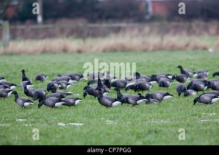 Russische oder dunkel-bellied Brent (B. Branta Bernicla). Überwinternde Herde auf Herbst gesäte Getreide Feld absetzen. Waxham, Norfolk. Stockfoto