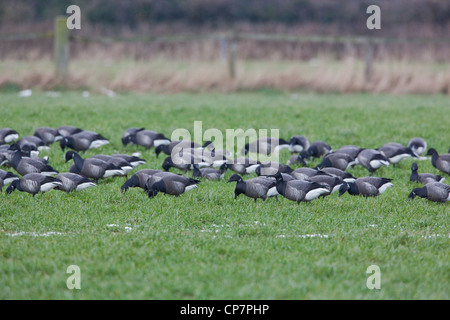 Russisch oder dunkel-bellied Brent (Branta bernicla b). Die Überwinterung Herde weiden auf Herbst gesät Müsli Feld. Waxham, Norfolk. Stockfoto