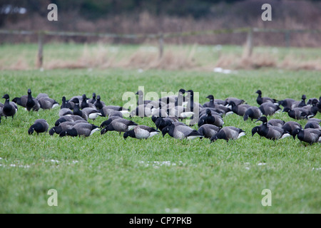 Russisch oder dunkel-bellied Brent (Branta bernicla b). Die Überwinterung Herde weiden auf Herbst gesät Müsli Feld. Waxham, Norfolk. Stockfoto