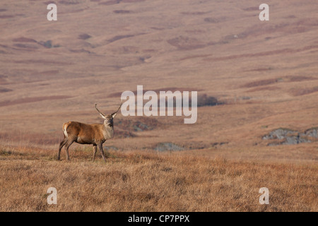 Hirsch in Schottland während Herbst/Herbst fotografiert Stockfoto