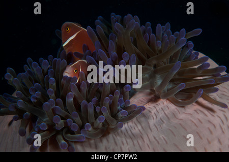 Ein paar rosa Anemonenfische (Amphiprion Perideraion) auf die Pintu Colada Tauchplatz in der Lembeh-Straße von Indonesien Stockfoto