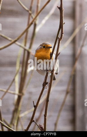 Erithacus Rubecula. Robin Mehlwürmer in einem englischen Garten warten. Stockfoto