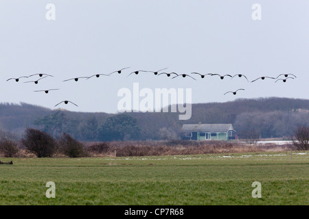 Russisch oder dunkel-bellied Brent (Branta bernicla b). Strang ins Land kommen. Stockfoto