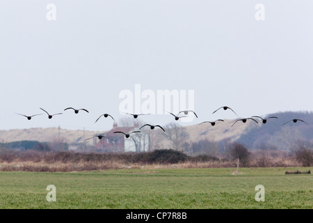 Russisch oder dunkel-bellied Brent (Branta bernicla b). Strang ins Land kommen. Stockfoto