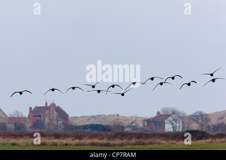 Russisch oder dunkel-bellied Brent (Branta bernicla b). Strang ins Land kommen. Stockfoto