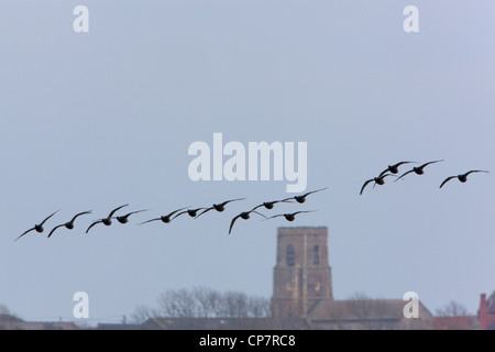 Russisch oder dunkel-bellied Brent (Branta bernicla b). Strang ins Land kommen. Stockfoto