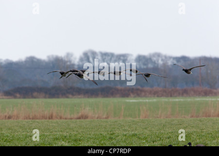 Russisch oder dunkel-bellied Brent (Branta bernicla b). Strang ins Land kommen. Stockfoto